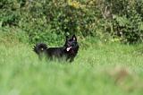 SCHIPPERKE 680